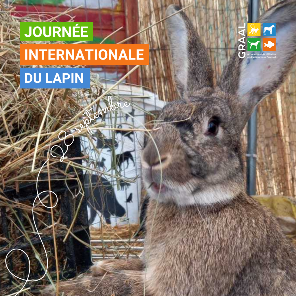 Journée internationale du lapin – 28 septembre