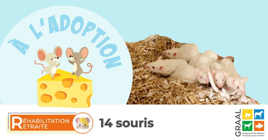 14 souris réhabilitées à adopter