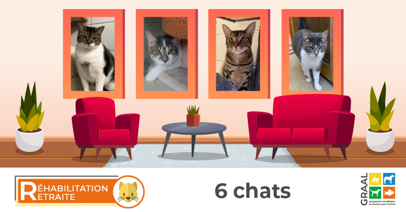 Sortie de 6 chats