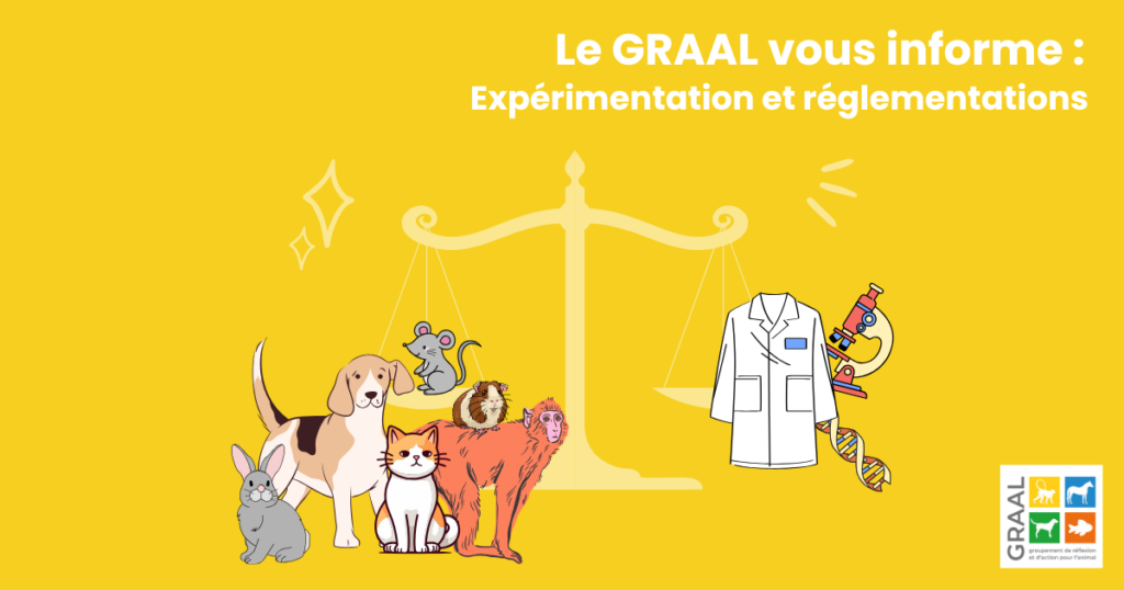 Le GRAAL vous informe : connaissez-vous le droit des animaux de laboratoire ?