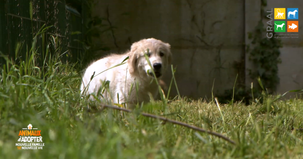 L’adoption de Gaga, chiot golden réhabilité