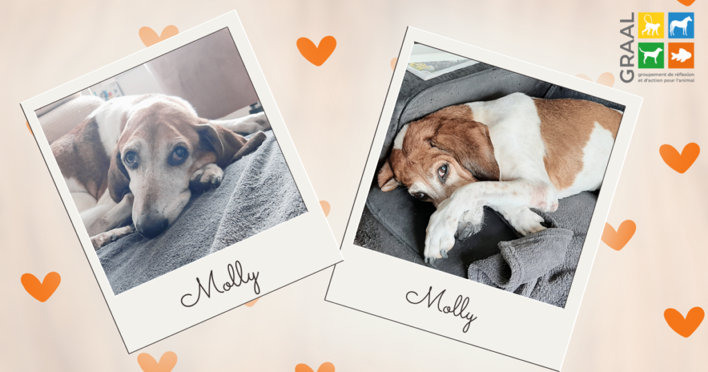 Témoignage adoptants Molly