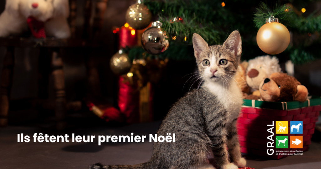 Vos animaux réhabilités fêtent Noël !