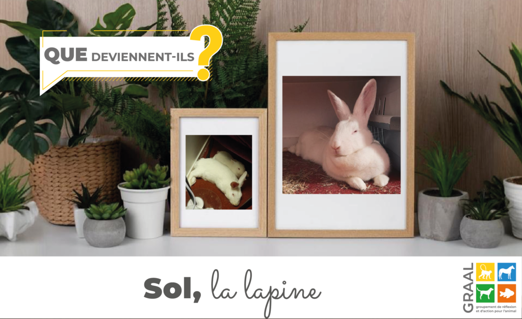 Témoignage adoption : Sarah et Princesse la lapine