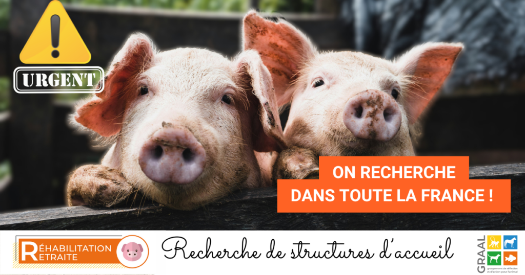 URGENCE PORCELETS – BESOIN D’UNE SOLUTION