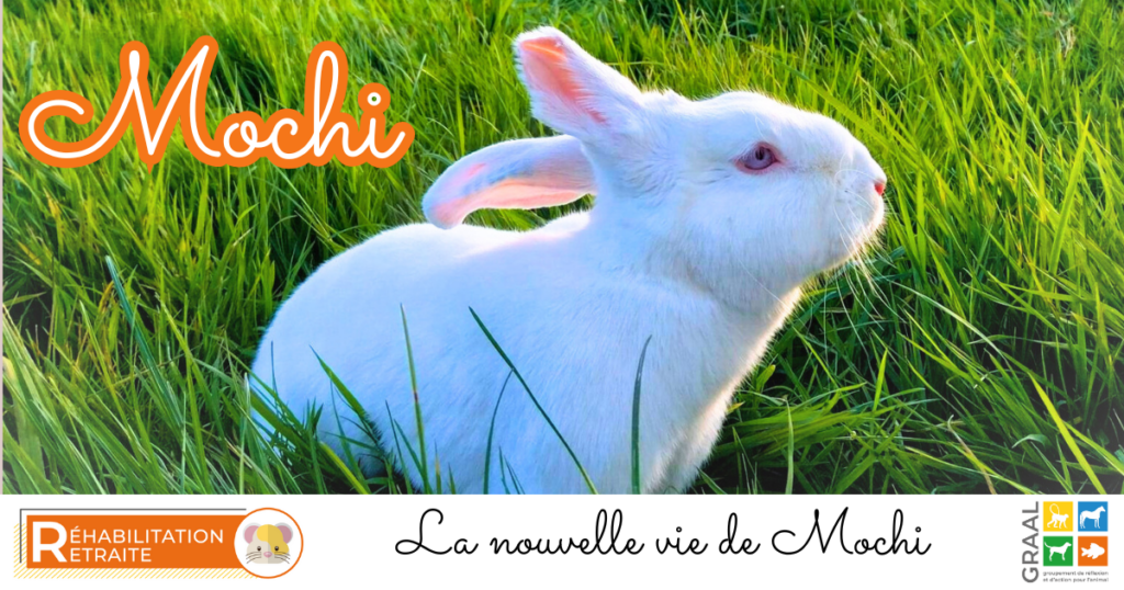 LA NOUVELLE VIE DE MOCHI