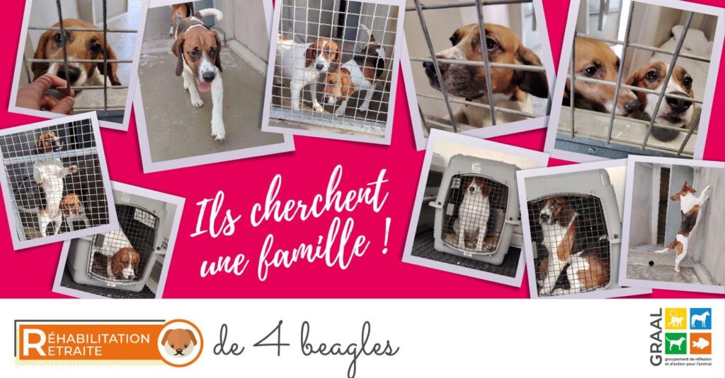 Sortie de laboratoire de 4 beagles