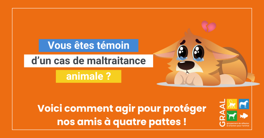 Comment signaler un cas de maltraitance animale ?